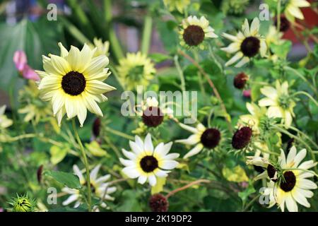 Tangled bed of Vanilla Ice sunflowers at the end of season with one sunflower standing proud and perfect.  Kew Gardens, England, September Stock Photo