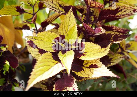 Fleurs de feuilles rougeâtres ou violettes de Coleus. Connu sous le nom de Plectranthus scutellarioides, Coleus blumei et Solenostemon scutellarioides. Banque D'Images