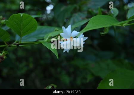 Gros plan d'une fleur de jasmin à floraison nocturne (Nyctanthes Arbor Tristis) avec des feuilles dans le jardin Banque D'Images