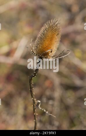 Le chardon sec sur le terrain défie l'automne et l'hiver à venir, le fond de la nature Banque D'Images