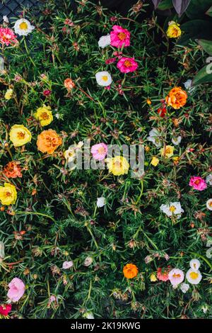 Rose de mousse colorée, Grandiflora de Portulaca, fleurs en jaune, orange, magenta, rose, blanc Banque D'Images