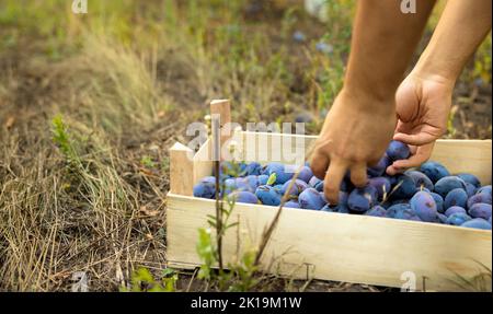 Jardinier femelle méconnaissable dans un chapeau cueillant des prunes dans un bol de son jardin familial. Banque D'Images