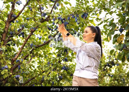 Jeune femme jardinière dans un chapeau cueillant des prunes dans son jardin de cour familiale. Banque D'Images