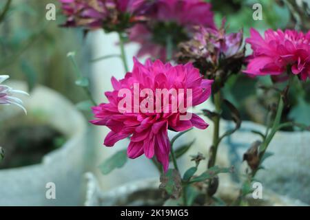 Dahlia blue boy, dahlia flowers, purple flower Stock Photo