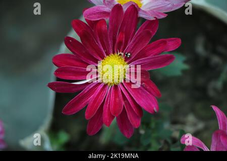 Fleurs de chrysanthème blanc rose violet sur fond vert de jardin. Motif chrysanthème rose violet coloré dans le parc de fleurs. Groupe de violet rose Banque D'Images