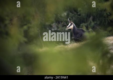 tatra chamois debout sur des prairies sèches en automne. Banque D'Images