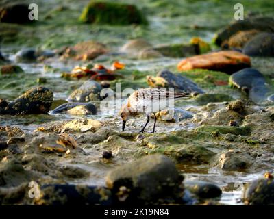 Calidris minuta (Becasseau minute) a Erquy Banque D'Images