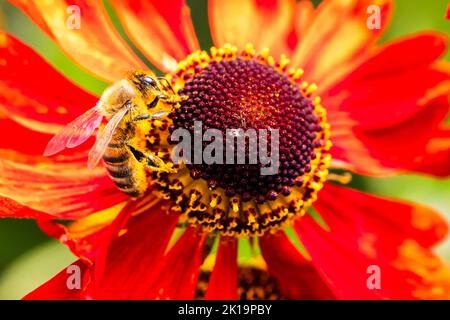 Un portrait macro d'une abeille assise sur le côté d'une fleur de moerheim ou de mariachi rouge d'helenium collectant du pollen pour ramener à sa ruche. L'utilisation Banque D'Images