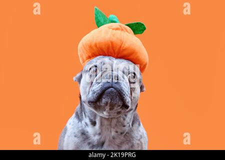 Drôle de chien de Bulldog français avec chapeau de citrouille d'Halloween sur fond orange Banque D'Images