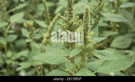 Plantes vertes et fleurs d'Amaranthus powellii également connu sous le nom de Powells amaranth, pigweed, doux, vert amaranth. Image d'arrière-plan. Banque D'Images