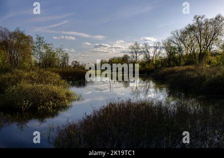 La rivière Portage se trouve dans le bassin hydrographique de la rivière Grand et coule le long de la bordure nord du sanctuaire commémoratif Phyllis Haehnle, dans le comté de Jackson, au Michigan Banque D'Images