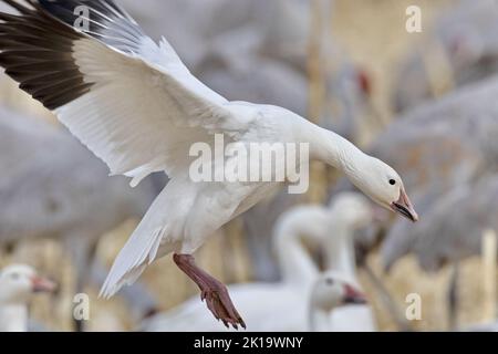 Une OIE des neiges soigneusement ciblée, ailes ouvertes, débarque en douceur à la réserve d'animaux de Bernardo, un site de gestion de la sauvagine, au Nouveau-Mexique, aux États-Unis Banque D'Images