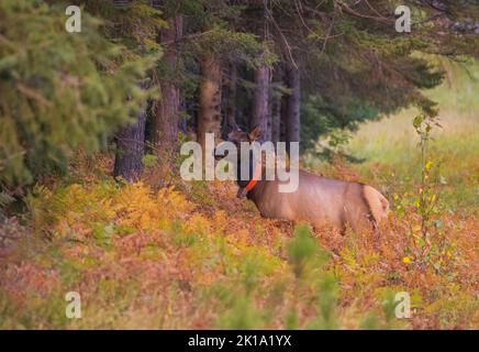 Wapiti de vache à Clam Lake, Wisconsin. Banque D'Images