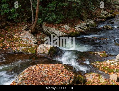 Les feuilles d'automne commencent à couvrir les rochers et le rivage le long de la partie moyenne de la petite rivière dans le parc national des Great Smoky Mountains, comté de Blount, dix Banque D'Images