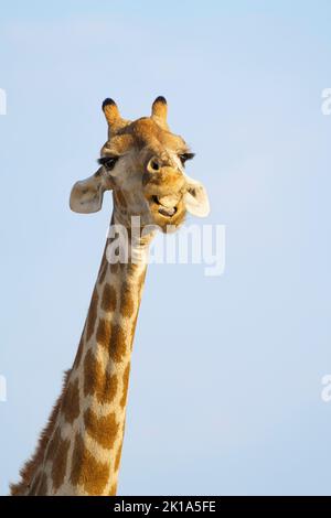 Girafe (Giraffa camelopardalis) a un os animal dans la bouche. Parc national d'Etosha, Namibie Banque D'Images