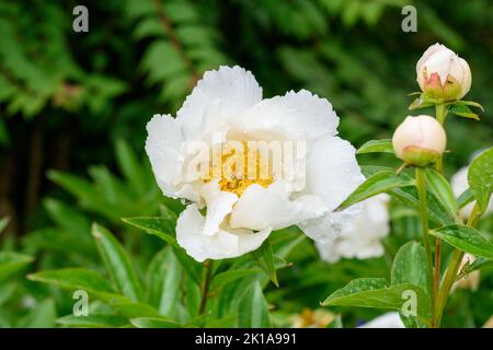 Fleur de pivoine blanche dans le jardin. Copier l'espace pour le texte. DOF faible focale sélective Banque D'Images