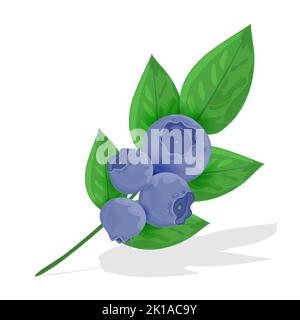 Branche avec des bleuets et des feuilles en gros plan. Bleuets bleu foncé avec feuilles vertes sur fond blanc. Illustration vectorielle. Illustration de Vecteur