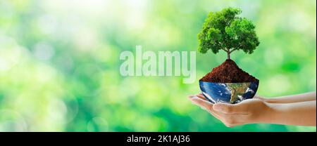 Main tenant l'arbre avec un demi-globe sur fond de soleil et d'herbe verte. Environnement mondial, Eco et concept de la Journée de la Terre. Éléments fournis par la NASA. Banque D'Images