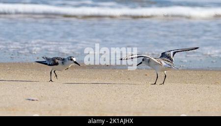 Sanderlings (Calidris alba) lutte sur la plage Banque D'Images