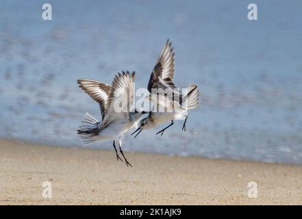 Sanderlings (Calidris alba) lutte sur la plage Banque D'Images