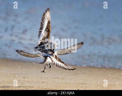 Sanderlings (Calidris alba) lutte sur la plage Banque D'Images