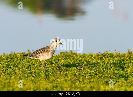 Pluvier à ventre noir (Pluvialis squatarola) plumage d'hiver Banque D'Images