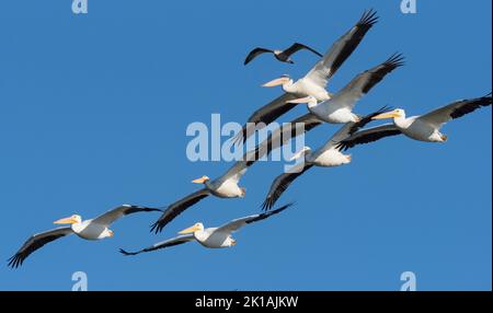 Le pélican blanc (Pelecanus erythrorhynchos) se forme en vol Banque D'Images