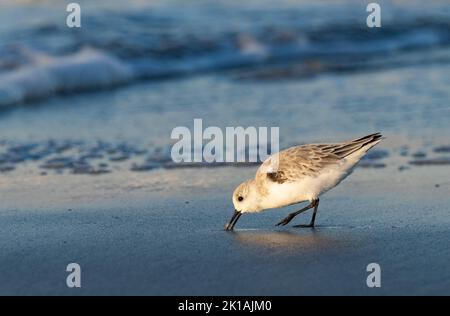 Sandpiper Semipalmé (Calidris pusilla) se forant sur une plage Banque D'Images