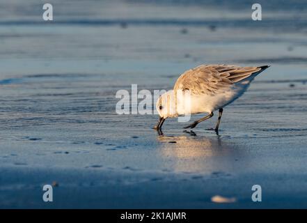 Sandpiper Semipalmé (Calidris pusilla) se forant sur une plage Banque D'Images