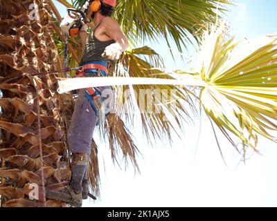 Tauranga Nouvelle-Zélande - 21 janvier 2009; la sciure et une façade de palmier piquant tombent alors que l'arboriste atteint au-dessus avec une tronçonneuse pour tailler l'excès de frondes Banque D'Images