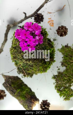 Kokedama, boule de mousse japonaise à la mode, bonsaï pour les pauvres, une chaussette de mousse à fleur rose. Photo de haute qualité Banque D'Images