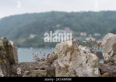Vue sur les fleurs (pâquerettes) qui poussent sur un mur de pierre avec des maisons hors foyer autour de South Sands à Salcombe, South Hams, Devon vu au loin. Banque D'Images
