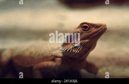 Photo du dragon barbu central, reptiles dans dune . Banque D'Images