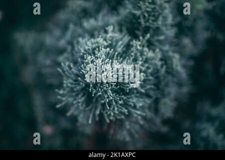 Un gros plan d'un sommet d'épicéa à feuilles persistantes Banque D'Images