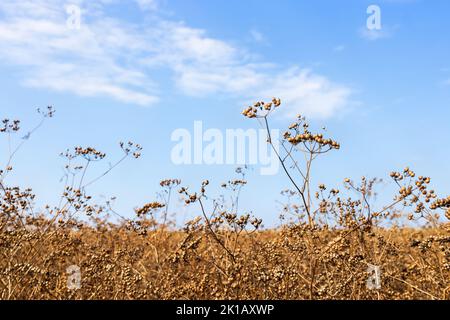 plantes de coriandre mûres et ciel bleu sur le fond Banque D'Images