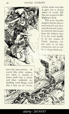 Illustration vintage, chasseur tournant un serpent, histoire d'aventure victorienne Banque D'Images