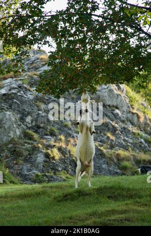 Une jolie chèvre blanc Saanen debout sur les pattes arrière de la prairie Banque D'Images