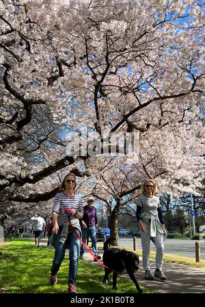 Christchurch, Nouvelle-Zélande. 17th septembre 2022. Les gens marchent sous les cerisiers dans Hagley Park à Christchurch, Nouvelle-Zélande, 17 septembre 2022. Credit: Walter/Xinhua/Alay Live News Banque D'Images