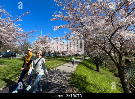 Christchurch, Nouvelle-Zélande. 17th septembre 2022. Les gens marchent sous les cerisiers dans Hagley Park à Christchurch, Nouvelle-Zélande, 17 septembre 2022. Credit: Walter/Xinhua/Alay Live News Banque D'Images