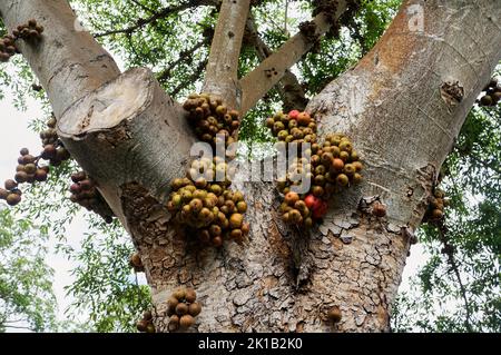 Gros plan d'un figuier en grappe avec des grappes de fruits sur le tronc de l'arbre Banque D'Images