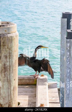 Oiseau d'eau de darter australasien séchant ses ailes au soleil perchée sur la jetée de Busselton, Busselton, Australie occidentale Banque D'Images