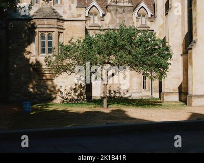 Isaac Newton's Apple Tree, Porters Lodge, Trinity College, Trinity St, Cambridge, Angleterre Royaume-Uni - célèbre arbre descendant par gravité historique Banque D'Images