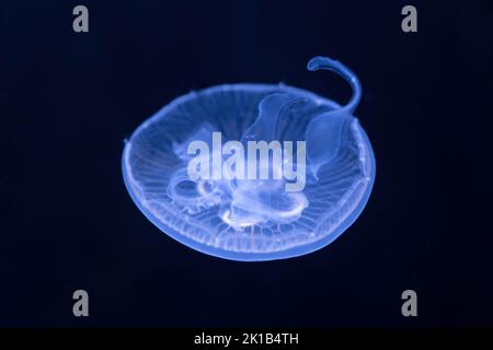 Moon Jellyfish Aurelia spp. Aussi appelé gelée de lune ou gelée de soucoupe, famille: Ulmaridae. Banque D'Images