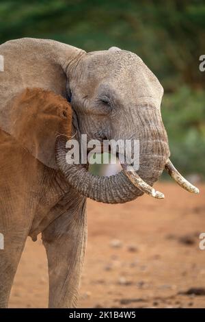 Gros plan de la poussière d'éléphant qui s'élance sur l'oreille Banque D'Images