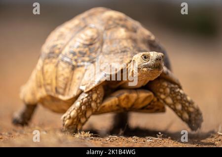 La tortue léopard traverse la savane sèche au soleil Banque D'Images