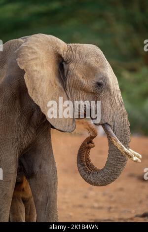 Gros plan d'un éléphant qui écourt de la poussière sur elle-même Banque D'Images