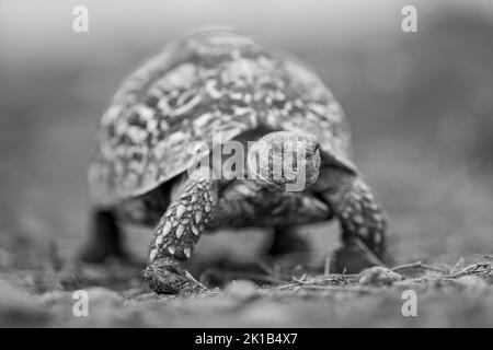 Une tortue mono-léopard traverse la savane vers l'appareil photo Banque D'Images