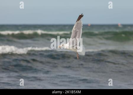 Un mouette attrapait une étoile de mer. Un oiseau volant au-dessus de la mer. Banque D'Images