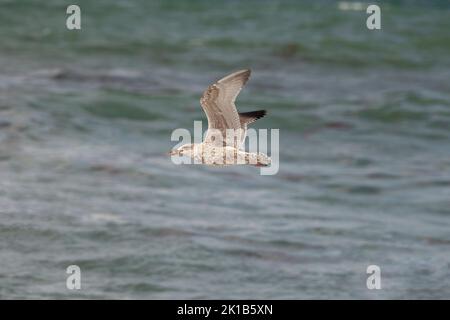 Un guette de vega attrapait une étoile de mer. Un oiseau volant au-dessus de la mer. Banque D'Images