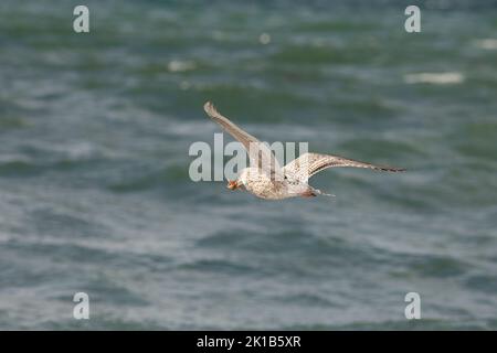 Un guette de vega attrapait une étoile de mer. Un oiseau volant au-dessus de la mer. Banque D'Images